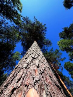 Afgelopen week hebben wij een bezoek gebracht aan een van onze meest gewaardeerde leverancier @kuhmosawmill. Een van de meest moderne zagerijen 🪵in Finland. Zorg voor de natuur 🌲is prioriteit voor hen en dat zie en merk je aan alles 🤎💚

Een kleine impressie …

#finlandnature #natuur #duurzaambouwen 
#grenenhout #houtbouw
